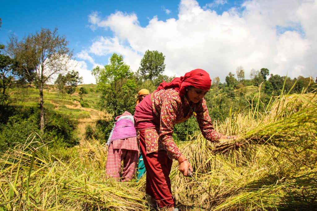 A Nepali woman in the Jitpur Community puts in a 12 hour day harvesting rice by hand. Photo by Victoria Nechodomu