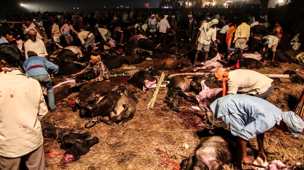 Gadhimai