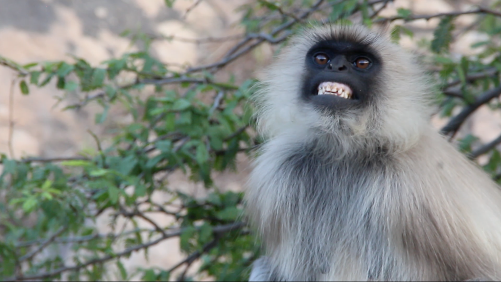 An aggressive langur monkey shows his teeth to temple visitors at the Garaji temple outside Jaipur, India. (Photo: Victoria Nechodomu/Nechodomu Media)