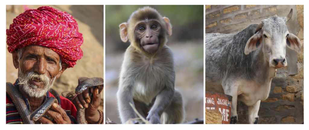 Snakes, monkeys, and cows are three of the most sacred animals honored and respected by Hindus. (Photos: Victoria Nechodomu/Nechodomu Media)